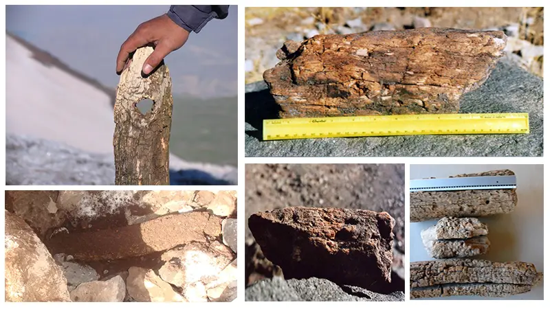 Outras madeiras encontradas no Ararat em 2008, muito duras com um peso bem mais alto que o normal Outras madeiras encontradas no Ararate em 2008, muito duras com um peso bem mais alto que o normal